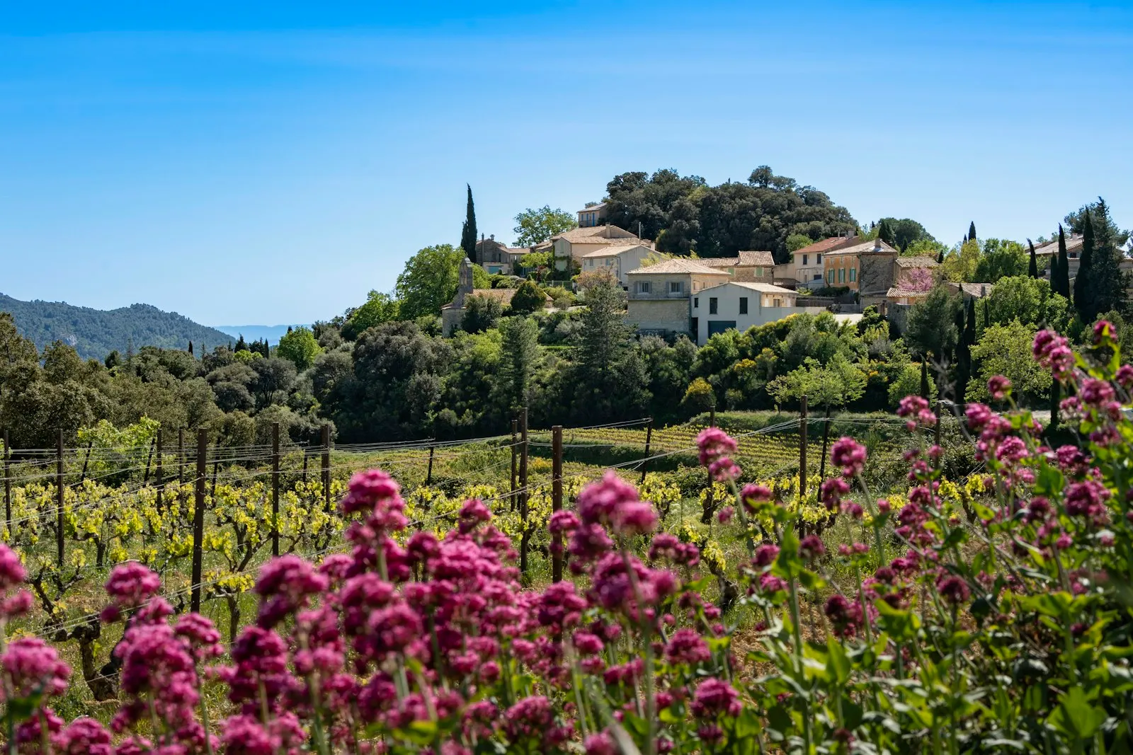 Village provençal et vignes au printemps, à Suzette dans le Vaucluse
